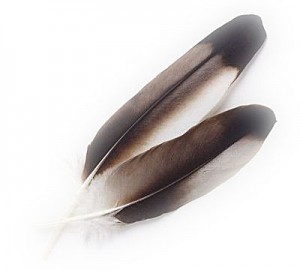 eagle-feathers